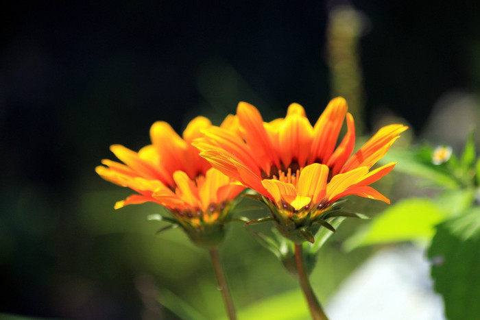 베니듐 - Cape Daisy, Venidium Fastuosum
