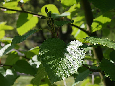 두메오리나무 사진 - Alnus maximowiczii Callier Photos