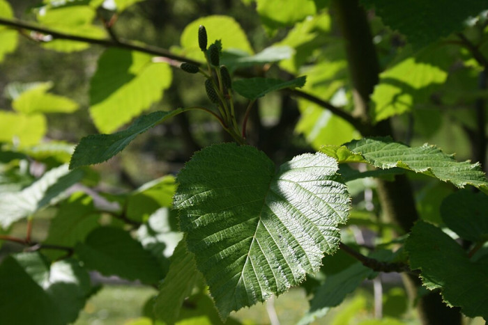 두메오리나무 - Alnus maximowiczii Callier