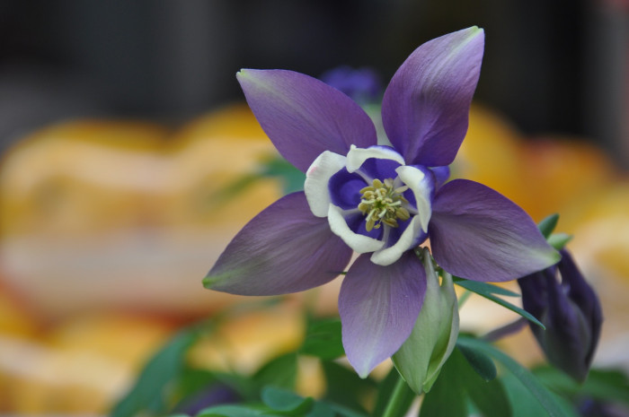 하늘매발톱 - shape columbine, Aquilegia flabellata Siebold & Zucc. var. pumila (Huth) Kudo