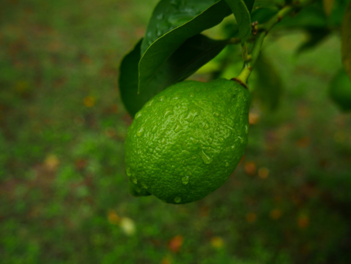 레몬 - lemon, Citrus limon