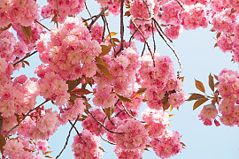 잔털벚나무 - Prunus serrulata var. pubescens (Makino) Nakai