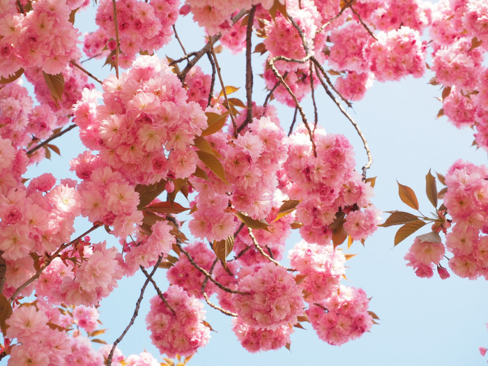 잔털벚나무 - Mountain oriental cherry, Prunus serrulata var. pubescens (Makino) Nakai