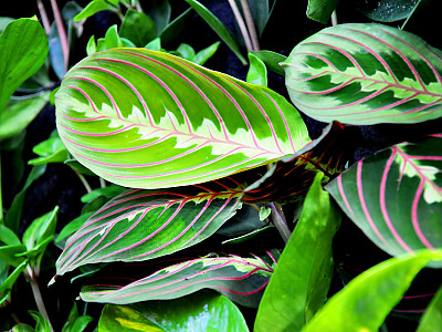마란타 사진 - Maranta Photos