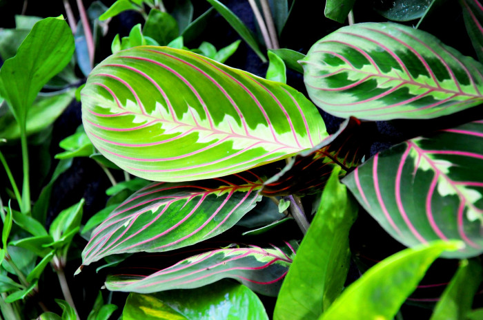 마란타 - Maranta