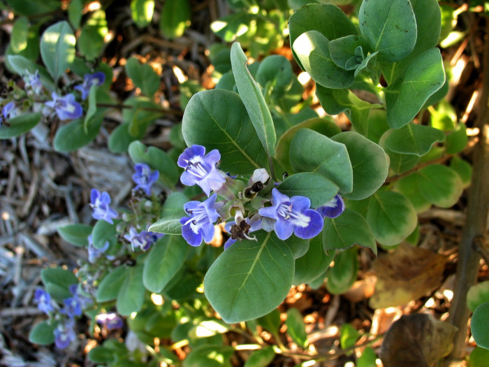 순비기나무 - Vitex rotundifolia L.f.