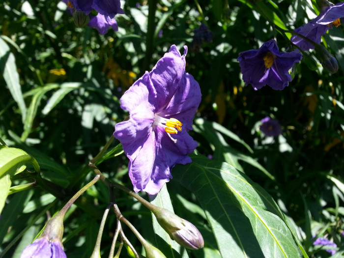 캥거루사과 - Kangaroo Apple, Solanum laciniatum