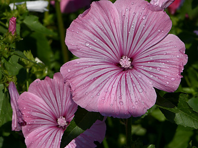 나무아욱 사진 - Lavatera trimestris Photos