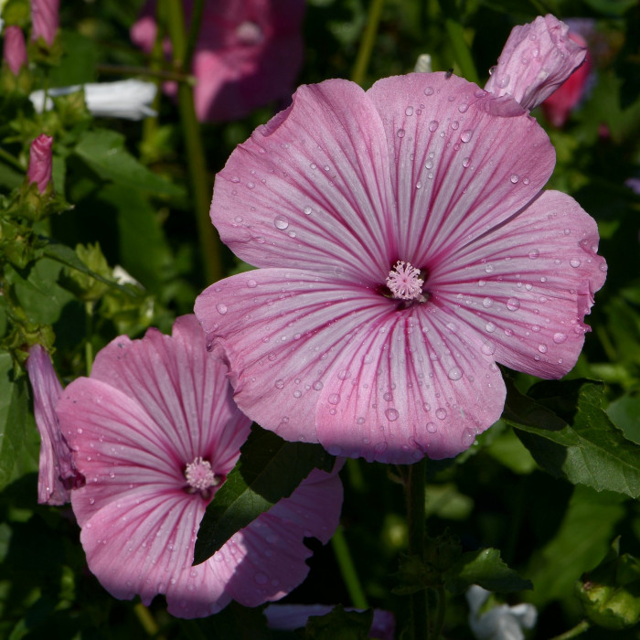 나무아욱 - Tree mallow, Lavatera trimestris