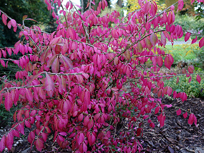 화살나무 사진 - Euonymus alatus (Thunb.) Siebold Photos