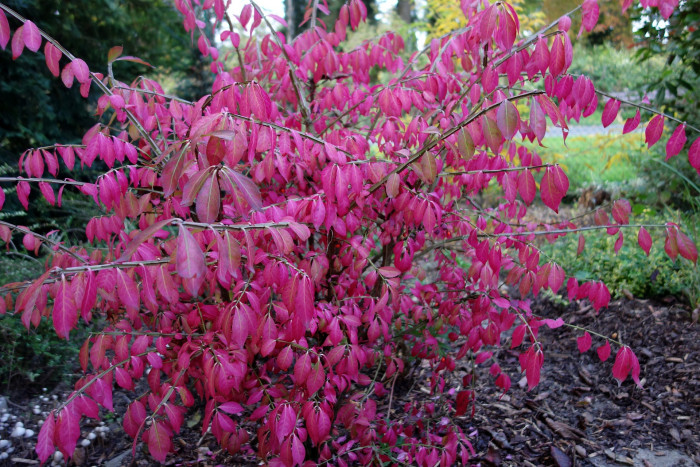화살나무 - Burning Bush, Euonymus alatus (Thunb.) Siebold