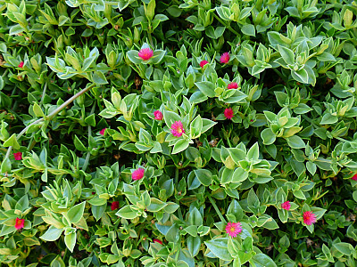 썬로즈 사진 - Aptenia cordifolia Photos