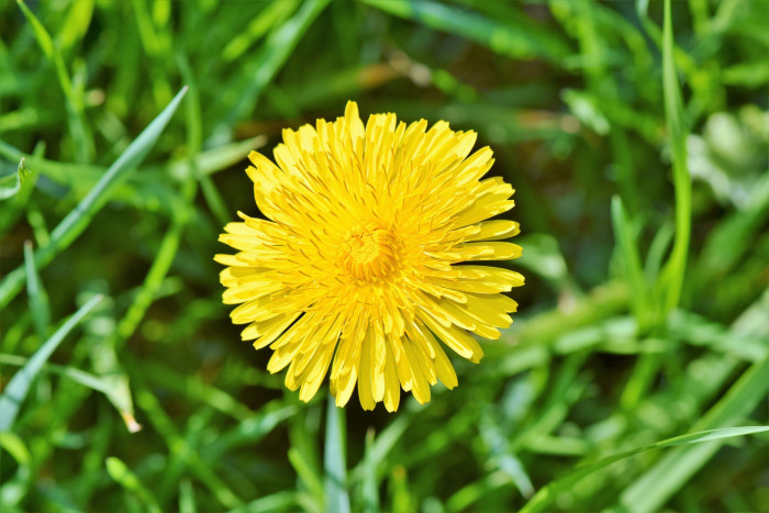 민들레 - dandelion, Taraxacum mongolicum