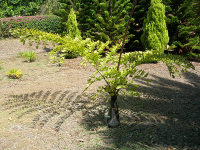 물고기꼬리야자 사진 - Caryota gigas Photos