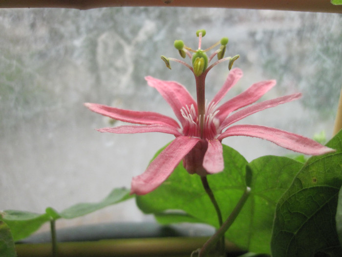 시계초 - passion flower, Passiflora caerulea