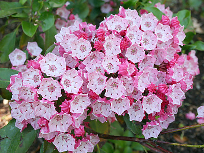 칼미아 라티폴리아 사진 - Kalmia latifolia Photos
