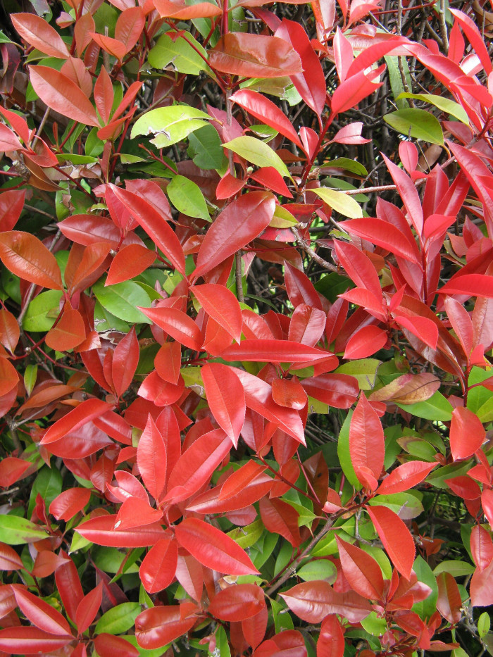 홍가시나무 - Red Robin, Photinia glabra (Thunb.) Maxim.