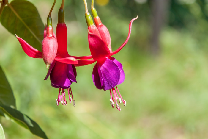 후쿠시아 - Common garden fuchsia, Fuchsia spp.