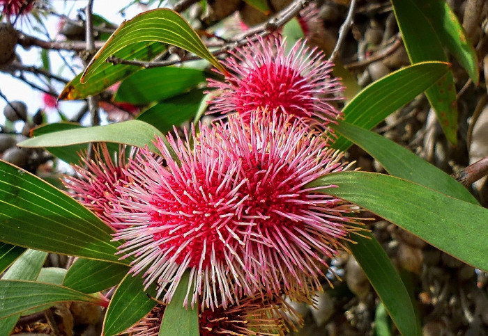 하키아 - Kodjet, Pincushion Hakea, Hakea laurina