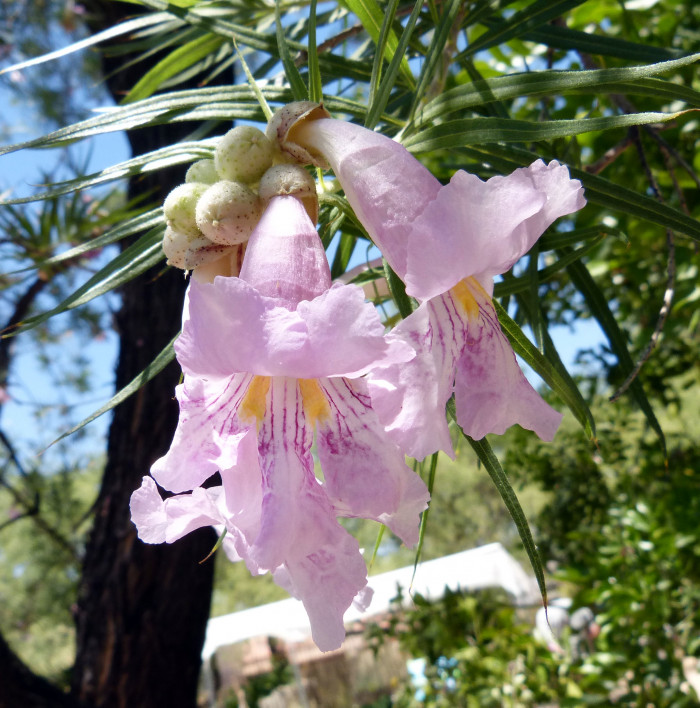 사막 버드나무 - Desert willow, Chilopsis linearis (Cav.) Sweet