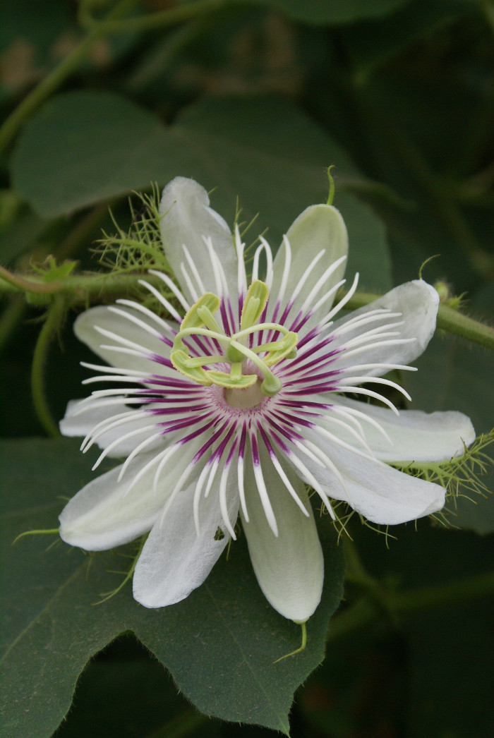 시계초 - passion flower, Passiflora caerulea