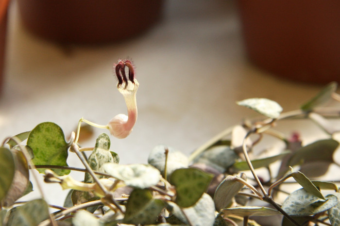 세로페지아 - dimorpha, Ceropegia