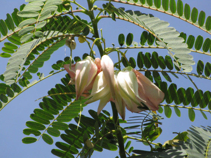벌새나무 - vegetable hummingbird, agati, hummingbird tree, Sesbania grandiflora
