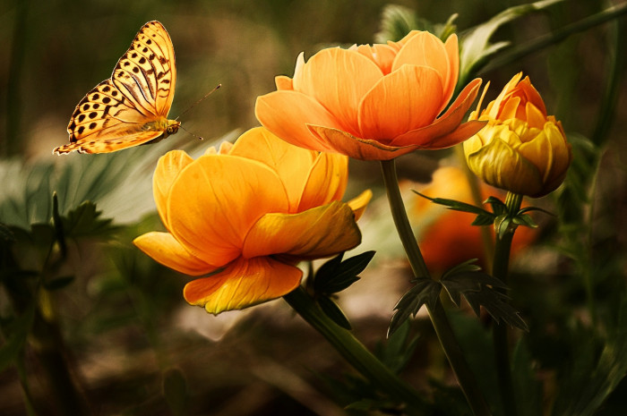 아네모네  - anemone, Anemone coronaria