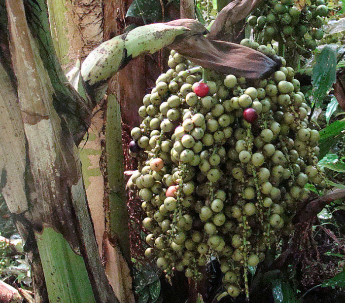 공작야자 - Fish tail palm, Caryota mitis