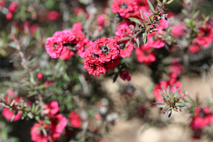 호주매화 - manuka, manuka myrtle, Tea tree, Leptospermum scoparium