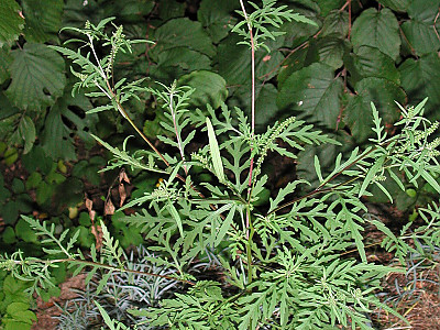 돼지풀 사진 - Ambrosia artemisiifolia L. Photos