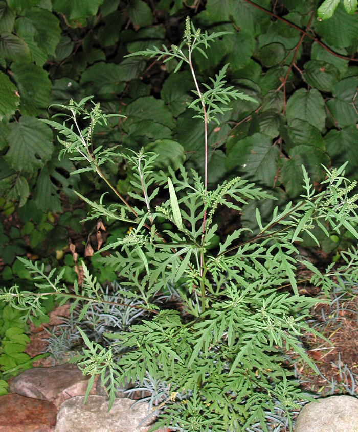 돼지풀 - Ambrosia artemisiifolia L.