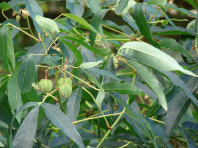 카사바 사진 - Manihot esculenta Photos