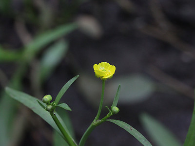 물안개 사진 - Ranunculus flammula var. filiformis Photos