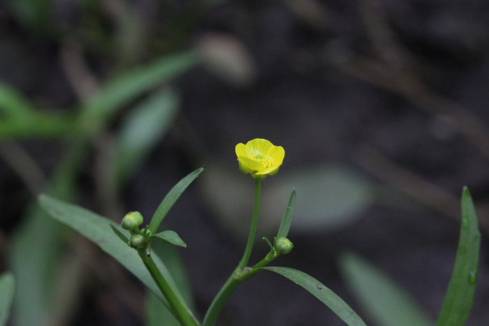 물안개 - lesser spearwort, greater creeping spearwort, banewort, Ranunculus flammula var. filiformis