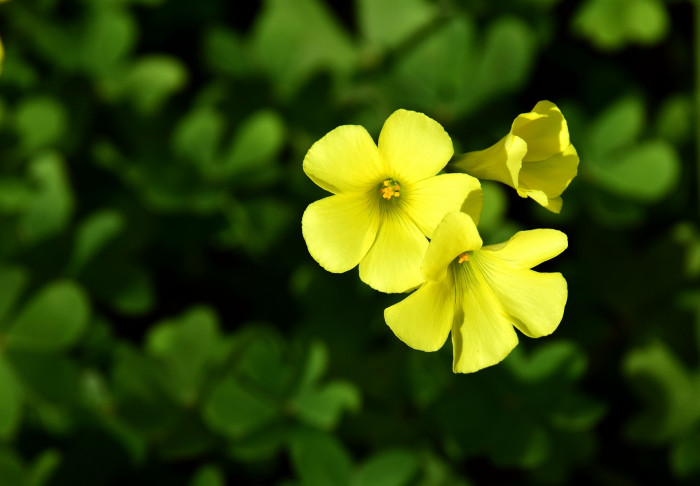 괭이밥 - Oxalis corniculata