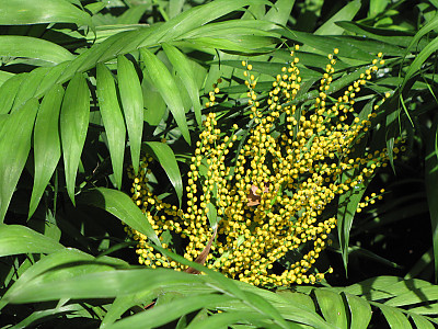 테이블야자 사진 - Chamaedorea elegans Photos