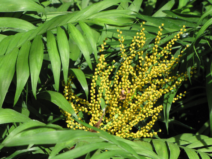 테이블야자 - neanthe bella palm, parlour palm, Chamaedorea elegans