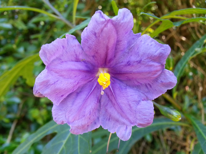 캥거루사과 - Kangaroo Apple, Solanum laciniatum
