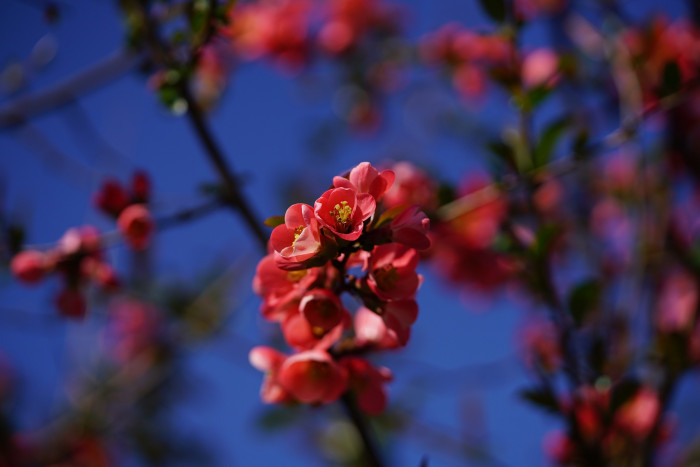 명자나무 -  Chaenomeles speciosa, Chaenomeles japonica (Thunb.) Lindl. ex Spach