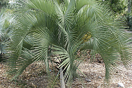 뷰티아야타이 - Butia yatay (Mart.) Becc