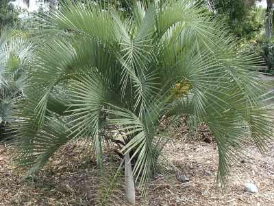 뷰티아야타이 사진 - Butia yatay (Mart.) Becc Photos