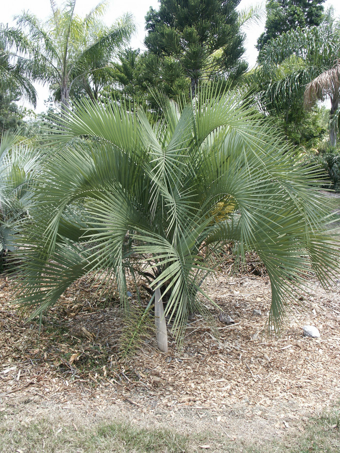 뷰티아야타이 - Yatay Palm, Butia yatay (Mart.) Becc