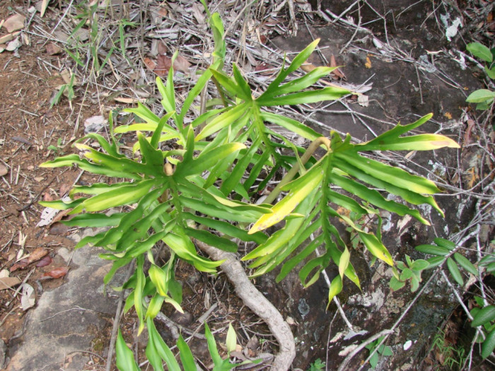 필로덴드론 마요이 - Philodendron mayoi E.G.Gonç.