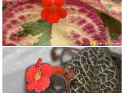 에피스시아 사진 - Episcia Photos