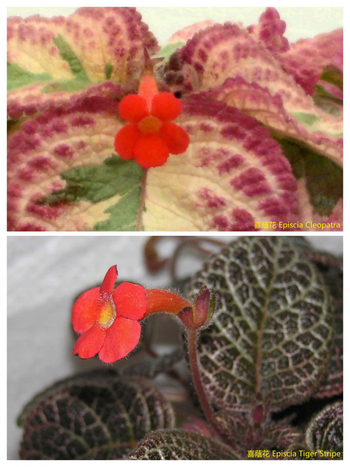 에피스시아 - African Violet, Flame violets, Episcia