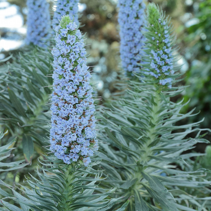 보석타워 - Pride of Madeira, Echium candicans, Echium fastuosum