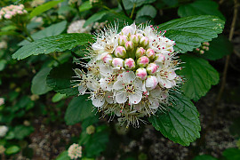 중산국수나무 - Physocarpus intermedius C.K.Schneid.
