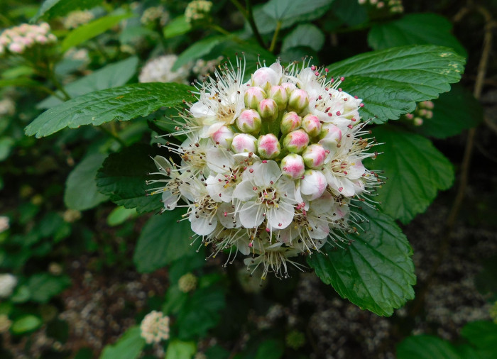 중산국수나무 - Physocarpus intermedius C.K.Schneid.