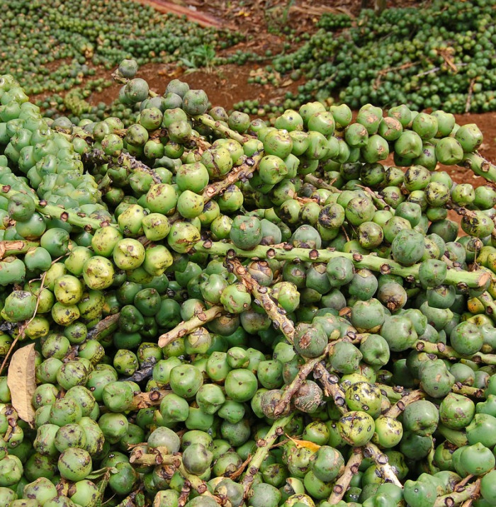 사탕야자 - sugar palm, arenga palm, areng palm, black-fiber palm, gomuti palm, Arenga pinnata